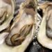 Oyster Wars